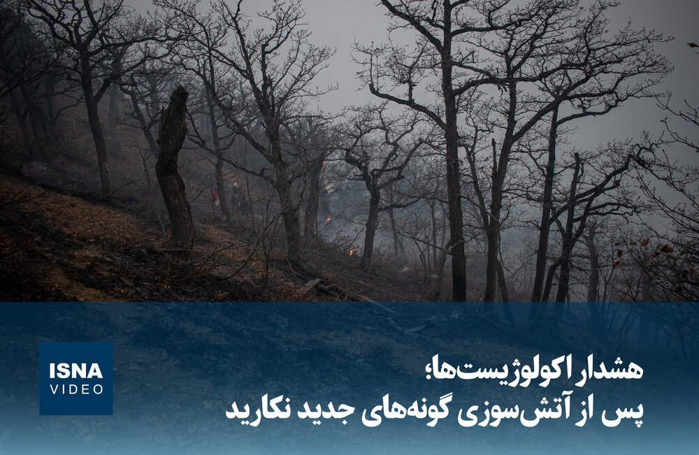 ویدیو/ هشدار اکولوژیست‌ها؛ پس از آتش‌سوزی، گونه‌های جدید نکارید