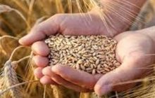 نرخ خرید تضمینی گندم بیشتر از 42هزار تومان است