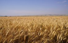 قیمت گندم نباید کمتر از ۵۰ هزار تومان باشد