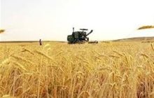 پیش‌بینی خرید بیش از 10 میلیون تن گندم از کشاورزان