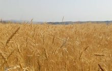 پیشنهاد تولید 3 میلیون تن گندم از زمین‌های سبزی و صیفی