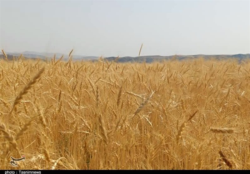 پیشنهاد تولید 3 میلیون تن گندم از زمین‌های سبزی و صیفی