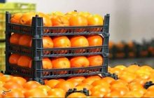 آغاز توزیع میوه ایام پایانی سال از امروز در تهران