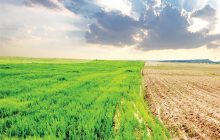 چالش‌های اقلیمی کشاورزی ایران؛ از خشکسالی تا امنیت غذایی