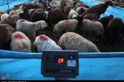 اعلام آدرس جایگاه‌های بهداشتی عرضه دام تهران