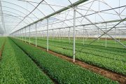 فعالیت ۲۴ هزار واحد گلخانه‌ای در کشور/ مراکز بخش خصوصی دوبرابر واحدهای دولتی است