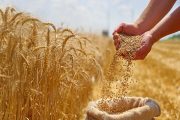 پرداخت ۵۰ درصد از مطالبات گندمکاران به زودی