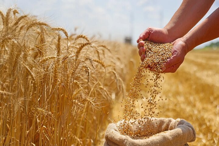 پرداخت ۵۰ درصد از مطالبات گندمکاران به زودی