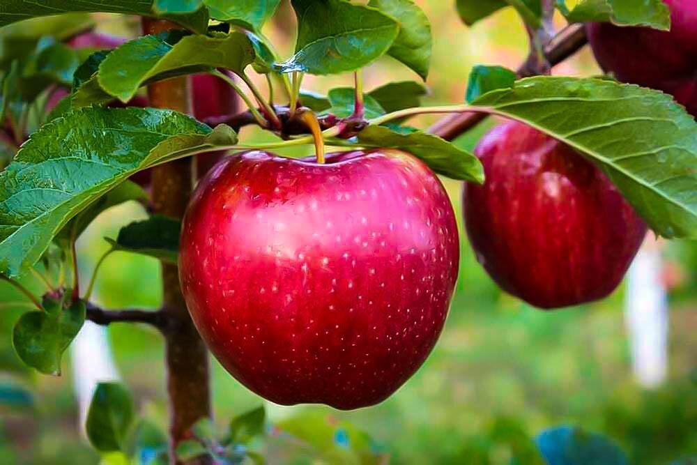 کاهش تولید محصولات باغی/ مرکبات و سیب صدرنشین تولید