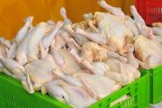 کاهش ۲۴ درصدی تولید گوشت مرغ