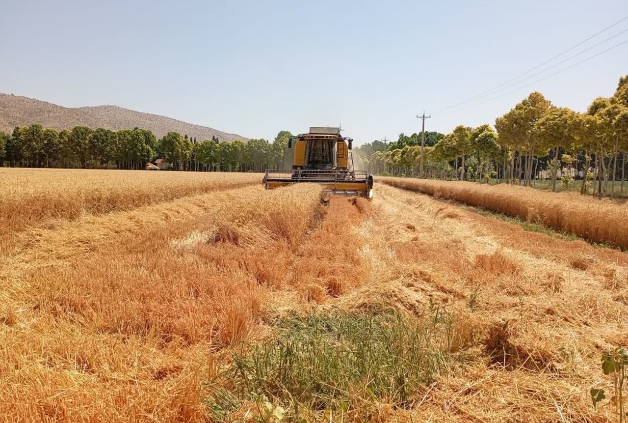 حدود ۴۲ همت دیگر به گندم‌کاران پرداخت شد