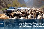 بی‌توجهی رانندگان به انسداد کندوان و دردسر دامداران در مسیر کوچ پاییزه