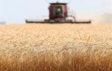 قیمت گندم در ایران بالاتر از نرخ جهانی با دلار 55 هزار تومان